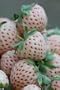 100 WHITE SOUL STRAWBERRY Fragaria Vesca Fruit Flower Berry Seeds *Comb S/H