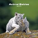 Animal Babies 2010 Calendar