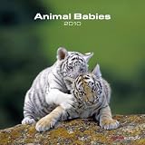 Giant Pandas WWF 2010 Deluxe Standard Wall Calendar