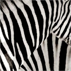 Zebra up close
