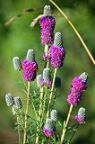 700 PURPLE PRAIRIE CLOVER Dalea Purpureum Flower Seeds