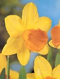 Fortune Daffodil - 10 bulbs