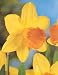 Fortune Daffodil - 10 bulbs