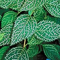 Korean Kumson Forsythia Bush -Variegated Leaves- Yellow