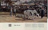 The Face of America: OX PULL. Newfangled contaptions such as the tractor have almost banished draft animals from rural America, but in Maine, where rocklike loyalties change slowly, some old-timers still fancy a hefty span of oxen to haul stoneboats and