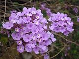 The Nature/ Flower Series 01