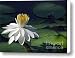 White Night Blooming Water Lily Canvas Print / Canvas Art - Artist Sabrina Ryan