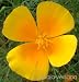 kalifornischer Goldmohn / California Poppy (Saatgut, Samen)