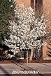 Cleveland Select Flowering Pear Tree, Five Gallon Container by Monrovia Growers