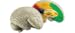 Human Brain Model Cross Section