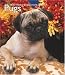 Search : Pugs 2008 Hardcover Weekly Engagement Calendar
