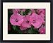 Framed Prints of Lavatera trimestris Silver Cup from Ros Drinkwater