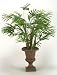 Lady Finger Palm In Urn Pot