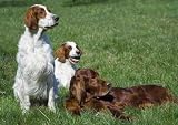 Irish Setter Trio - 24