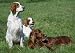 Irish Setter Trio - 24