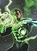 Absolute Green Lantern: Rebirth