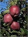 Native Apple Tree 20 Seeds - Be Johnny Appleseed -Malus