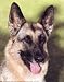 German Shepherd by Joan Balzarina,16 in. x 20 in.