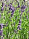 Eigenschaften Dachstauden  / Lavandula angustifolia - Lavendel, 6 Pflanzen