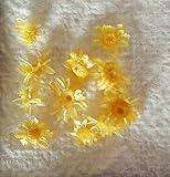 スターフラワーブロッサム（モーニングイエロー）10輪　【ドライフラワー】レジンなどハンドメイドアクセサリーの素材として人気です！
