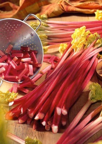 -Bulk- RHUBARB Victoria  -Fruit-Vegetable-  100+Perennial Seeds