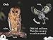 DK Readers Pre-Level 1: Nighttime Animals (DK Readers Level 1)