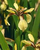 Citrina Iris Foetidissima 5 Seeds - Perennial