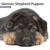 Magnet & Steel 6635 2015 Wall Calendar, German Shepherd Puppies, Mini