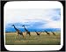 Decorated Mouse Pad with nobody, daylight, mammals, animals, day, field, horizon, walking, grass, outside, small herd, giraffes, clouds, plains, Africa, copy space, outdoors, sky, scenic, daytime, nature, Kenya