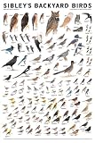 Cover for 'Sibley's Backyard Birds: Western North America'