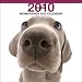 Weimaraner 2010 Square Wall ARTLIST (The Dog Artist Collection) (Multilingual Edition)