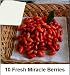All Products : 10 Fresh Miracle Fruit Berries! Turn Sour Sweet and Enjoy Lemons Like Lemonade & Other Fruit Like Candy