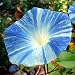 Flying Saucer Morning Glory 30 Seeds - UNTREATED/FRESH