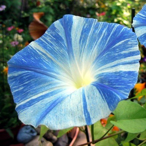 Flying Saucer Morning Glory 30 Seeds - UNTREATED/FRESH Flying Saucer Morning Glory 30 Seeds - UNTREATED/FRESH