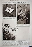 1922 ASTRONOMY PLANETS EARTH HUMMING-BIRD EGGS NEST