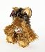 Max the Yorkshire Terrier Dog