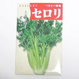 在来固定種　野菜の種「セロリコーネル619」1ml〔約1300粒〕　畑懐〔はふう〕