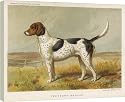 16 Inch Box Canvas (40cm) FOXHOUND (BOOK OF DOG) by Mary Evans