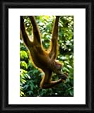 Sabah Malaysia, Borneo, Orang Utan - Official Framed Print 10x8 (25x20cm) by Jason Friend