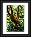 Sabah Malaysia, Borneo, Orang Utan - Official Framed Print 10x8 (25x20cm) by Jason Friend