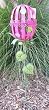 Easter Egg Yard Decoration Garden Pink Stake