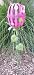 Easter Egg Yard Decoration Garden Pink Stake
