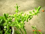 Euphorbia Ellenbeckii Plant