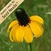 500 Seeds, Coneflower "Yellow Clasping" (Rudbeckia amplexicaulis) Seeds By Seed Needs