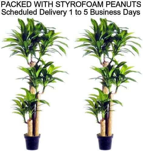 SPJPLANTS Box of Two 5 foot 4 inch Silk Artificial Triple Fragron Plant Palm Trees