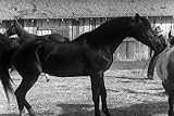Santa Anita Horse Racing Film: The Long Shot (1939) [DVD] - A Thoroughbred Breeders Race Horse Film Starring Gordon Jones & Marsha Hunt