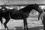 Santa Anita Horse Racing Film: The Long Shot (1939) [DVD] - A Thoroughbred Breeders Race Horse Film Starring Gordon Jones & Marsha Hunt