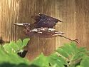 Heron Wall Sculpture