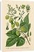 Canvas Prints of Plants/humulus Lupulus from Mary Evans