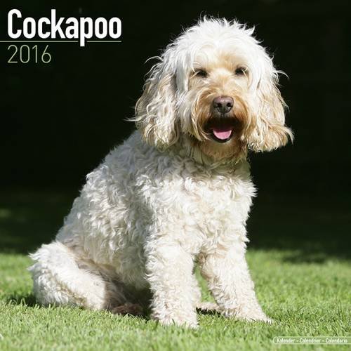 Cockapoo Calendar - 2016 Wall Calendars - Dog Calendars - Monthly Wall Calendars by Avonside